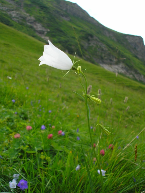Campanula scheuchzeri.JPG