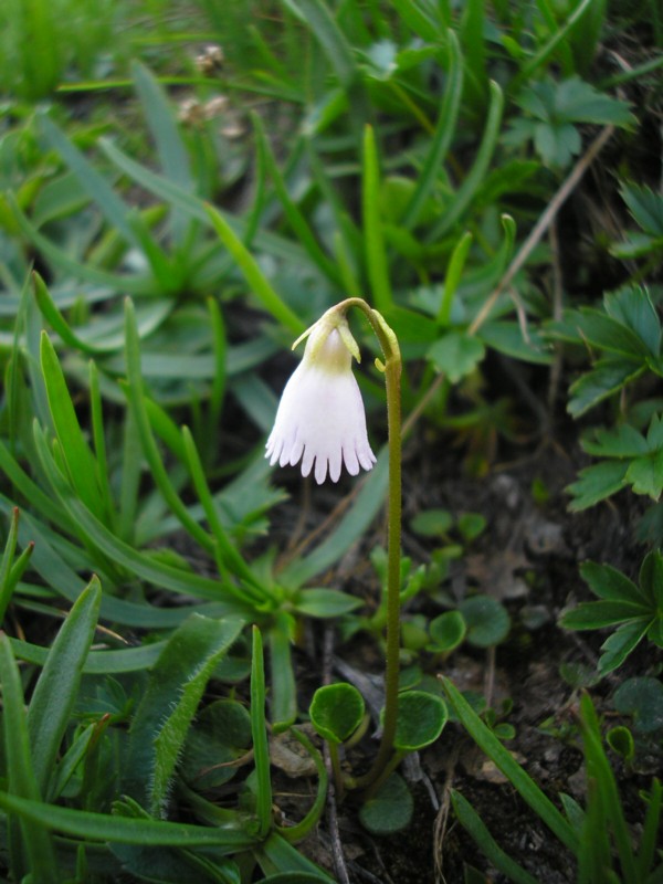 Soldanella alpina.JPG