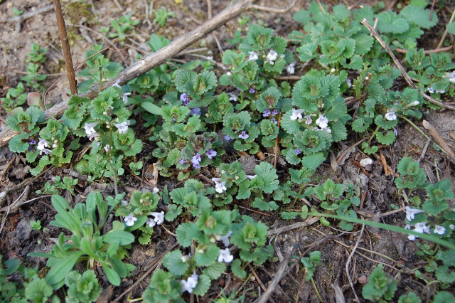 gunderman albino01.JPG