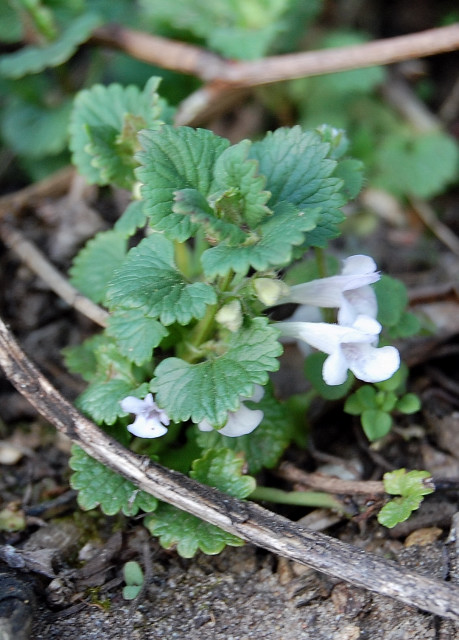 gunderman albino01_1.JPG
