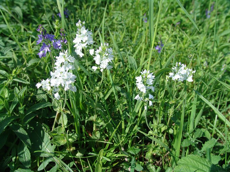 Großer Ehrenpreis_Veronica teucrium.jpg