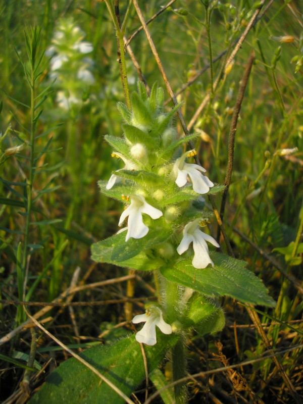 Ajuga genevensis Albino.JPG