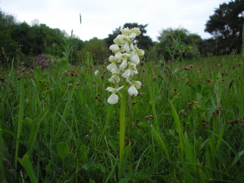 Orchis morio Albino1.JPG