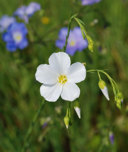 Linum perenne DSC_1634a.jpg