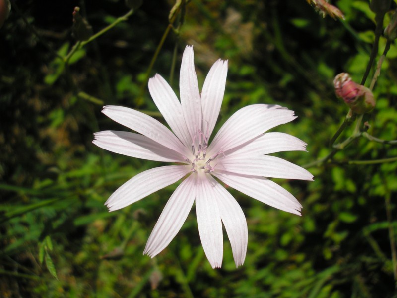 Lactuca perennis - Blauer Lattich.JPG