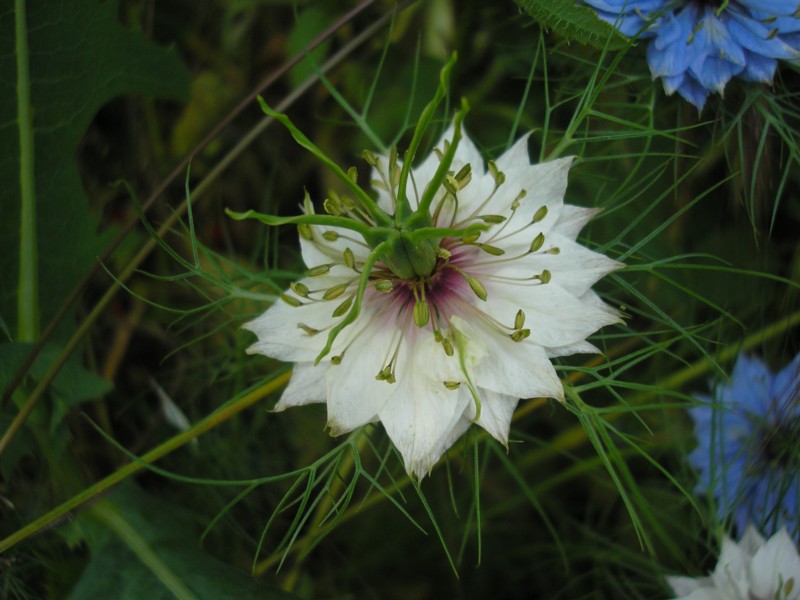 Nigella damascena - Damaszener Schwarzkümmel.JPG