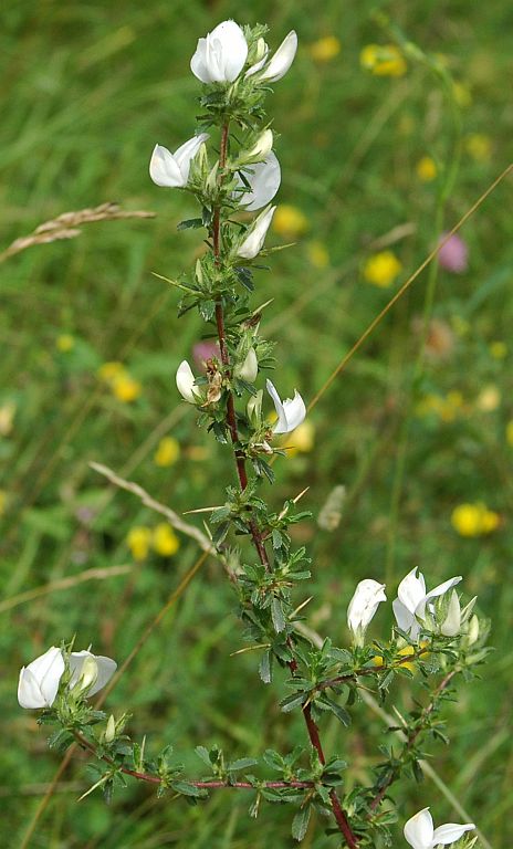 Ononis spinosa.jpg