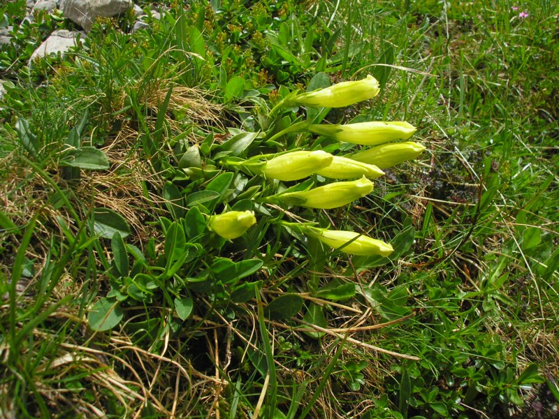 Gentiana clusii.JPG