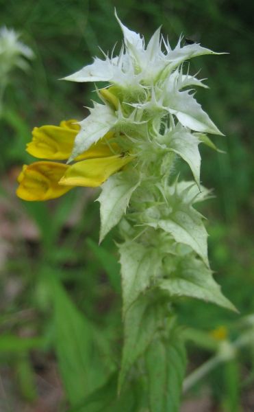 Melampyrum nemorosum4_As.jpg