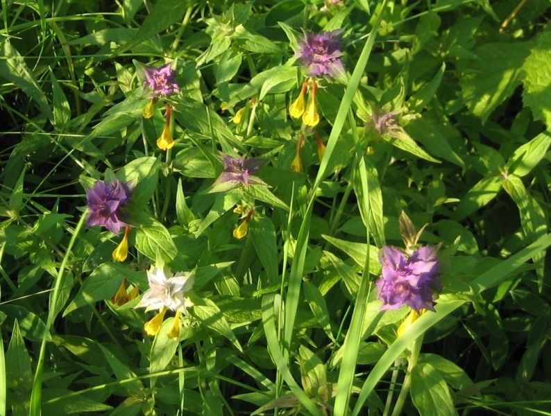 Melampyrum nemorosum1_As.jpg