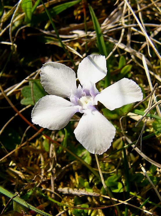 Gentiana verna.JPG_A.jpg