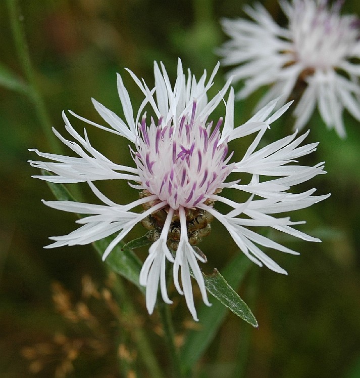 Centaurea angustifolia.JPG_A.jpg