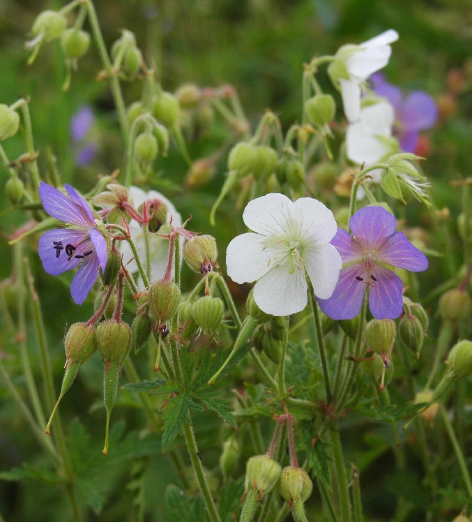 geranium pratense.jpg_A.jpg
