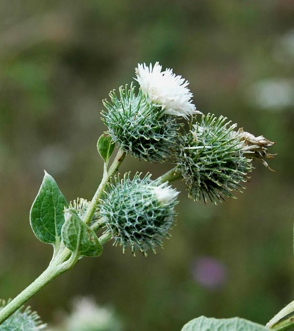 Arctium minus.jpg_A.jpg