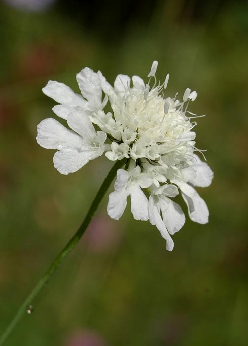 Scab columb.jpg_A.jpg