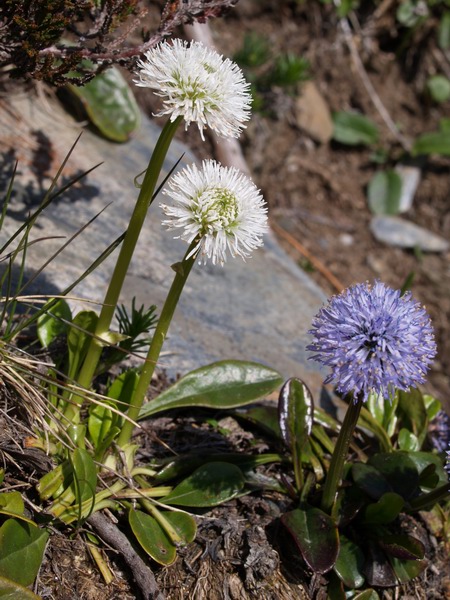 Globularia nudicaulis B6190503.JPG