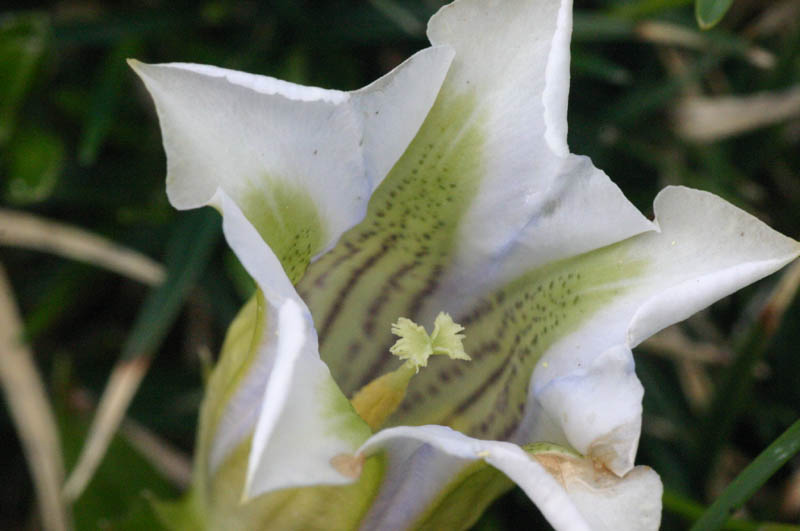 Gentiana clusii IMG_0901.jpg