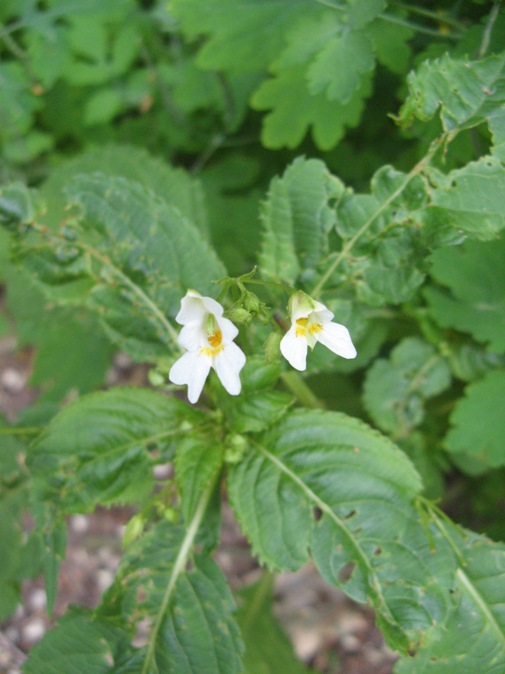 Impatiens parviflora weiß Wulkower Fließ 2010.06.12 (2).jpg
