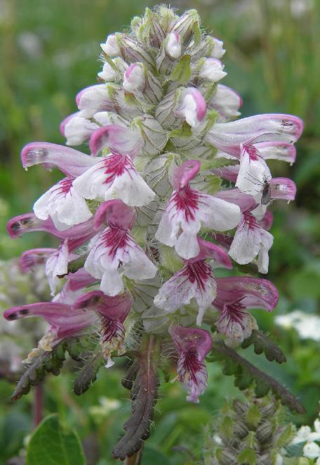 pedicularis_2_bluetenstand.jpg