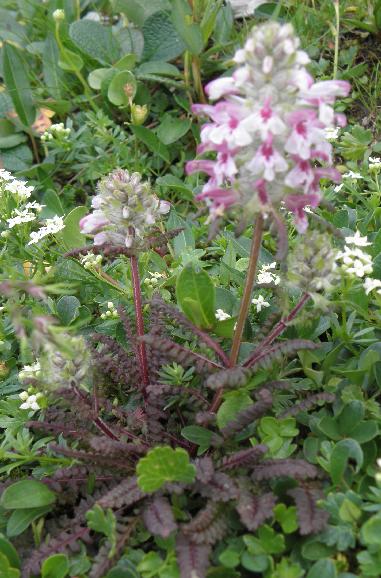 pedicularis_1_habitus.jpg