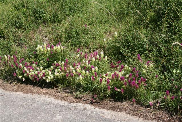 IMG_0072 (Small).JPG