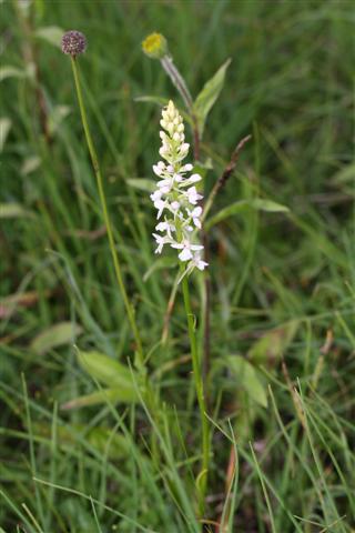 IMG_0681 (Small).JPG