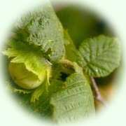 Corylus avellana