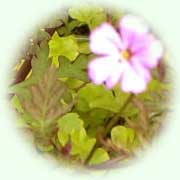 Geranium robertianum L.