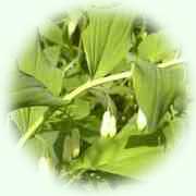 Polygonatum odoratum