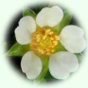 Potentilla sterilis