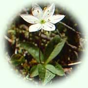 Trientalis europaea L.
