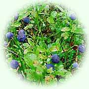 Vaccinium myrtillus